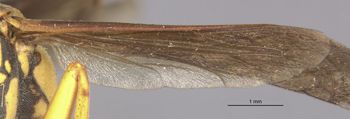 Media type: image;   Entomology 33159 Aspect: Wing hind